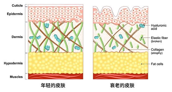 干细胞新用途：细胞因子在皮肤修复领域的新应用