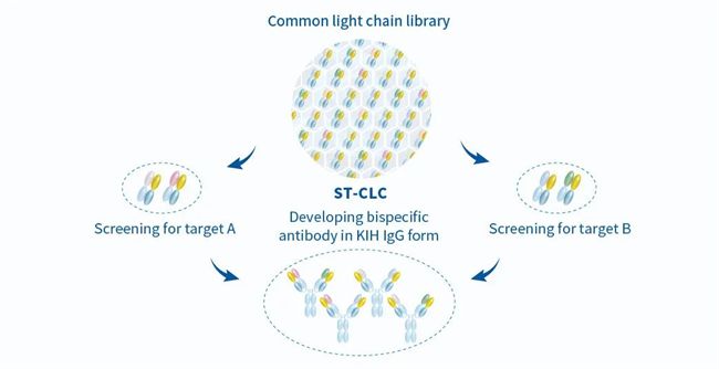 三优生物共同轻链抗体库，开启双抗药物新篇章